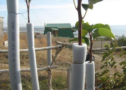 Чем опрыскать яблони осенью, чтоб ушли в зиму здоровыми. Подготовительные мероприятия