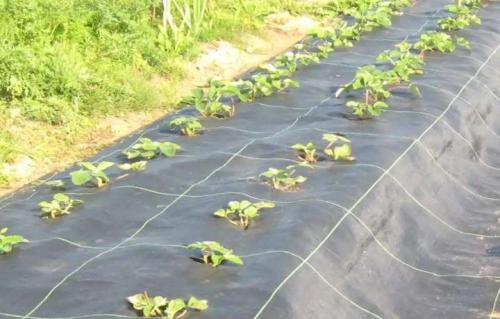 Пересадка взрослых кустов клубники. Посадка кустов клубники