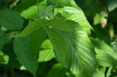 Чем обработать землю от галлицы. Чем обработать малину от галлицы осенью. Самое эффективное средство