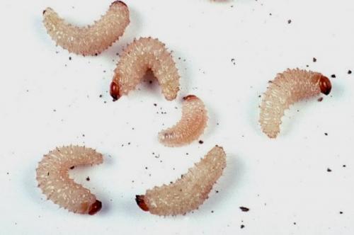 Вредители малины. Малинно-земляничный долгоносик