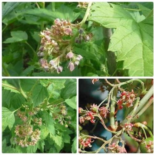 Огневка на смородине, как бороться. Способы нейтрализации вредителя 07