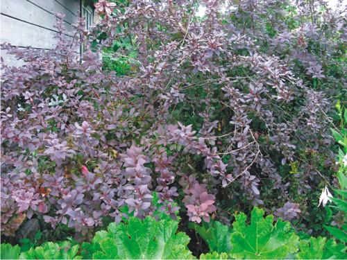 Полезные растения в саду и огороде. Полезные растения в саду 17 Полезные растения в саду и огороде. Полезные растения в саду 17