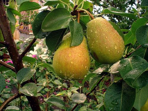 Расстояние яблони от яблони. Схема посадки в саду 03 Расстояние яблони от яблони. Схема посадки в саду 03