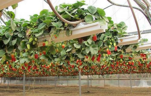 Выращивание клубники по голландской технологии форум. Особенности технологии