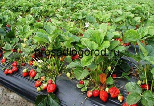 Агроволокно для клубники с отверстиями. Преимущества способа посадки