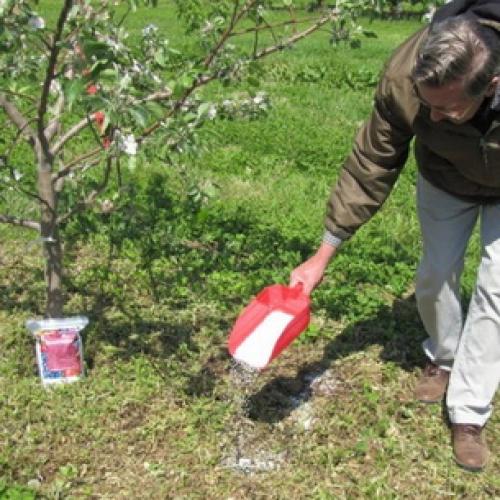 Посадка полукарликовых яблонь. Сроки и схема посадки полукарликовых яблонь
