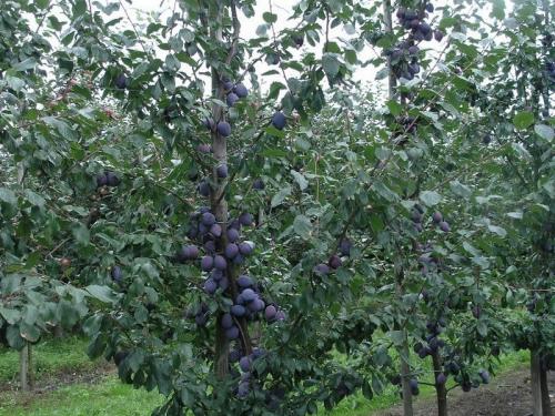 Расстояние яблони от яблони. Схема посадки в саду 05 Расстояние яблони от яблони. Схема посадки в саду 05