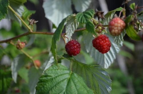 Чем обработать землю от галлицы. Чем обработать малину от галлицы осенью. Самое эффективное средство