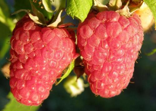 Кустовая малина для Сибири. Сорта малины для Сибири