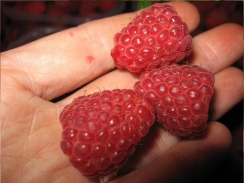 Малина красная Рубин из семян. Малина сорт Рубин Болгарский — проверенный лидер селекции Болгарии