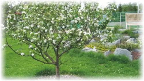 Как укрыть яблоню на зиму. Зачем нужно укрыть яблоню?