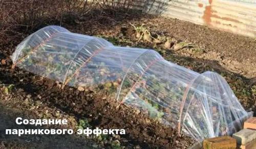 Пересадка взрослых кустов клубники. Посадка кустов клубники