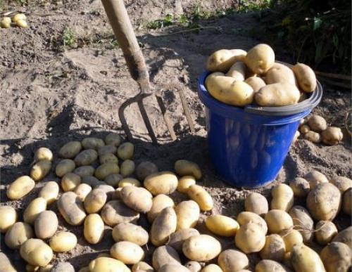 Как хранить молодой картофель. Когда можно копать картошку? Определяем сроки выкапывания молодого картофеля после его цветения