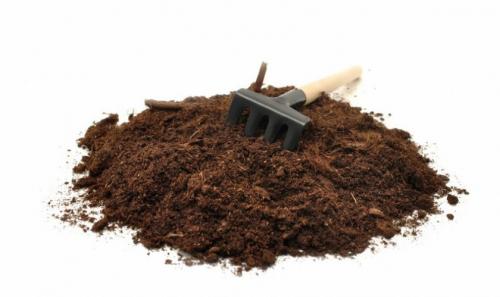 Как растет душистый перец. Посадка и выращивание душистого перца 01