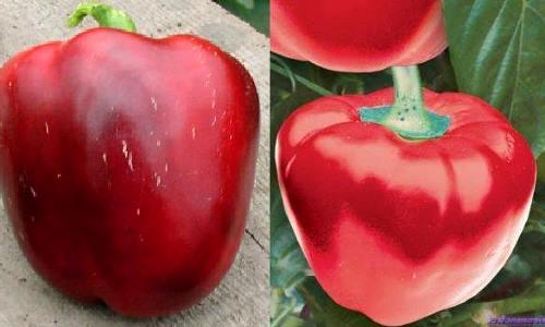 Лучшие сорта сладкого перца для сибири. Какие лучшие сорта перцев для Сибири?