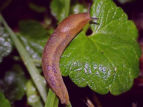 Препараты от гусениц на капусте. Чем обрабатывать капусту