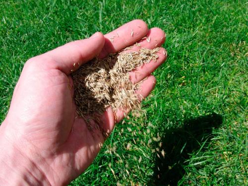 Дихлорофен от мха инструкция. Способы борьбы