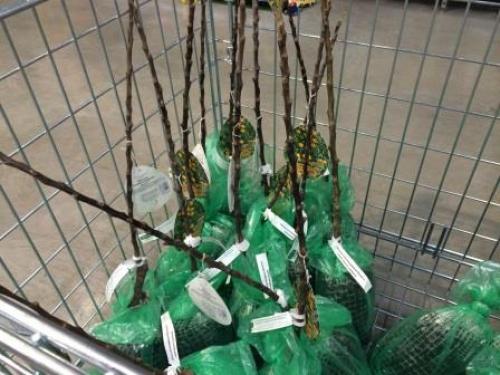 Посадка саженцев с закрытой корневой системой. Когда сажать саженцы с закрытой и открытой корневой системой