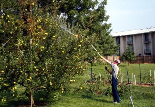 Когда удобрять яблоню. Как правильно удобрять яблоню, какие виды подкормок бывают, их специфика