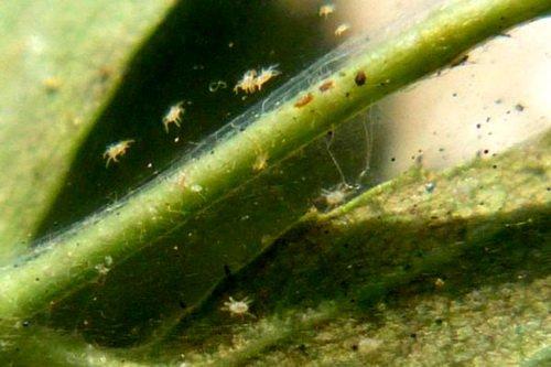 Народные средства от паутинного клеща. Паутинный клещ: борьба народными средствами (5 рецептов)