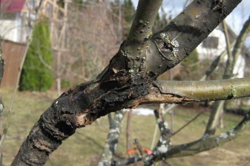 Болезни яблони на стволе. Признаки