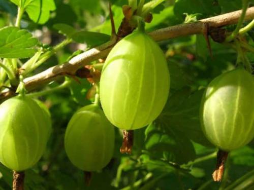 Крыжовник лучшие сорта для Подмосковья. Как выбрать лучший сорт крыжовника 08