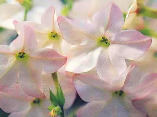 Когда срезать табак для сушки. Этапы сушки табака 05