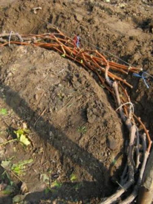 Что сделать, чтобы виноград дозрел. Что нужно делать с кустами винограда осенью