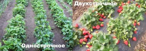 Пересадка взрослых кустов клубники. Посадка кустов клубники