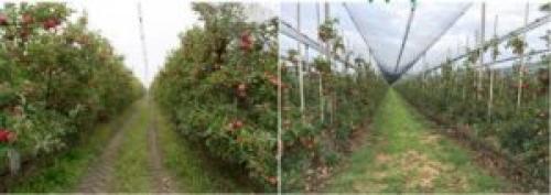 Интенсивный сад. Чем отличается интенсивный сад от обычного?