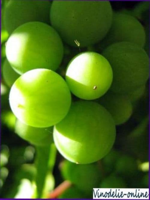 Что сделать с недозревшим виноградом. Что можно сделать с недозревшим виноградом?