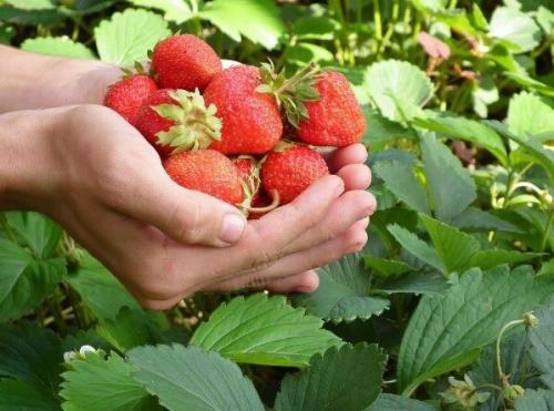 Нужно ли срезать клубнику после сбора урожая. Обработка клубники после плодоношения летом