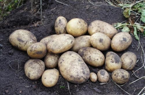 Сорта картофеля с высоким содержанием крахмала. Среднеранние сорта картофеля
