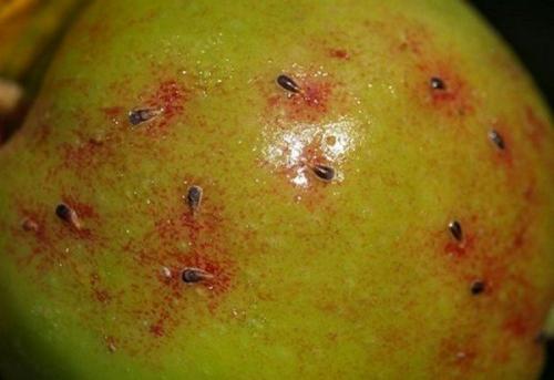 Красные точки на ветках яблони. От чего на яблоках появляются красные точки и опасно ли это?