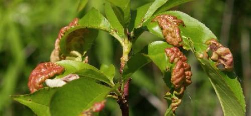 Как лечить кору персика. Болезни персика: курчавость листьев персика, как лечить?
