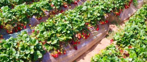 Что сейчас делать с клубникой. Осуществляем уход за клубникой в весеннее время