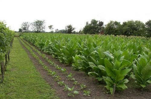 Табак вирджиния. Сорта табака для кальяна