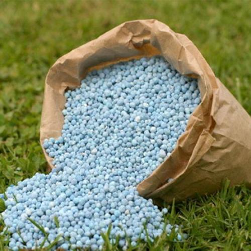 Посадка полукарликовых яблонь. Сроки и схема посадки полукарликовых яблонь