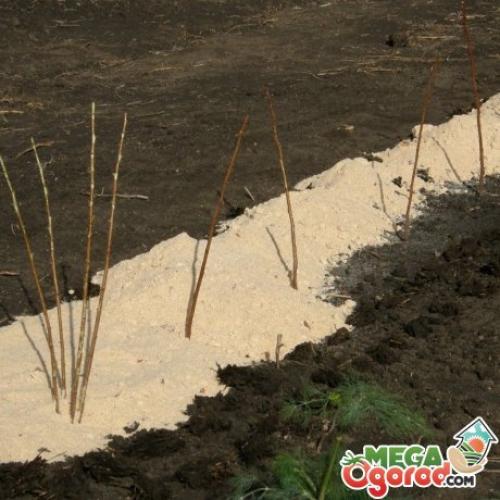 Сажаем малину весной. Подготовка почвы