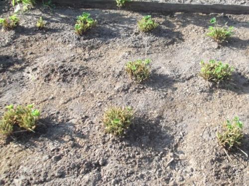 Нужно ли обрезать листья у клубники перед зимовкой или нет. Как обрезать листья клубники