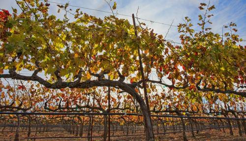 Когда делать влагозарядный полив винограда осенью. Что нужно сделать с виноградом осенью?