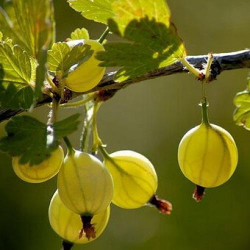 Новые сорта крыжовника. Описание сортов крыжовника Русский желтый, Инвикта и Малахит (с фото)