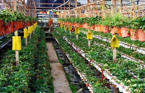 Голландская клубника дома. Выращивание клубники по голландской технологии