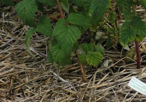 Когда садить ремонтантную малину осенью. Выбор места для посадки и схема посадки ремонтантной малины осенью 10 Когда садить ремонтантную малину осенью. Выбор места для посадки и схема посадки ремонтантной малины осенью 10