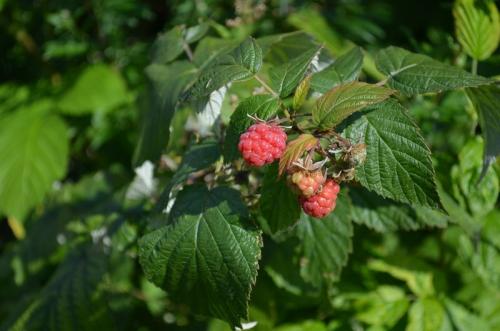 Чем обработать землю от галлицы. Чем обработать малину от галлицы осенью. Самое эффективное средство