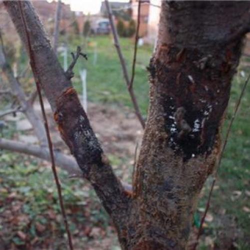 На ветках яблони красные точки. Раковые болезни яблони: фото, описание и борьба с ними