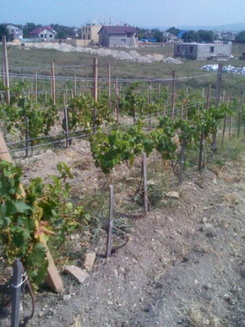 Влагозарядный полив винограда осенью. Как нужно правильно поливать виноград