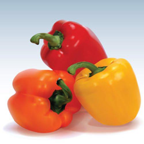 Лучшие сорта сладкого перца для подмосковья. Лучшие из сортов и гибридов сладкого болгарского перца, пригодных для выращивания в Подмосковье