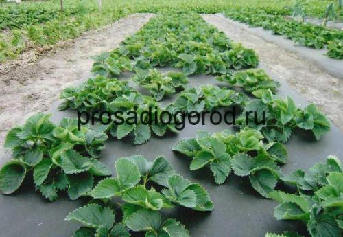 Агроволокно для клубники с отверстиями. Преимущества способа посадки