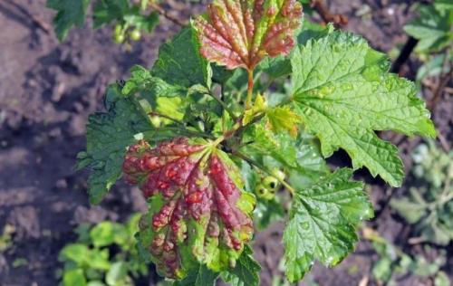 Огневка на смородине, как бороться. Способы нейтрализации вредителя 04